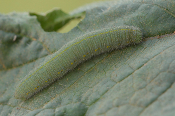 Cabbage White caterpillar